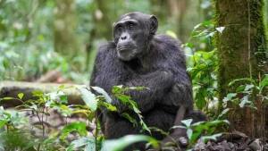 «Η Συναρπαστική Αντίδραση του Εγκεφάλου μας στις Φωνές των Χιμπατζήδων: Ανακαλύψτε το Μυστήριο!» «Η Συναρπαστική Αντίδραση του Εγκεφάλου μας στις Φωνές των Χιμπατζήδων: Ανακαλύψτε το Μυστήριο!»