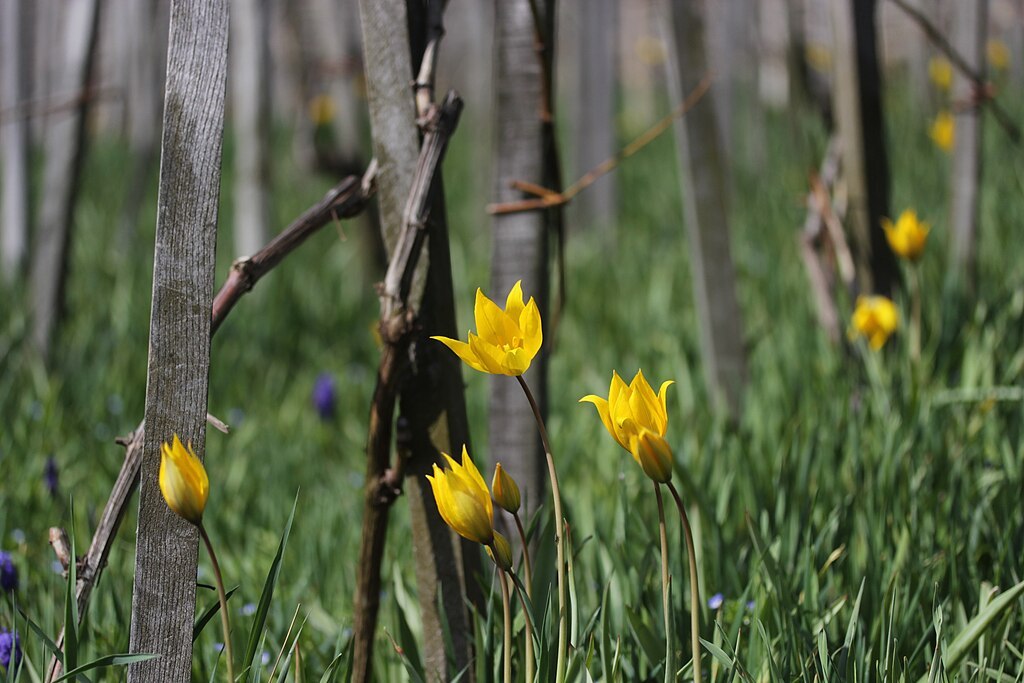 «Τρόμος για τη Φύση: 10 Είδη που Κινδυνεύουν με Εξαφάνιση στο 2026 - Από τις Ψυχεδελικές Αράχνες ως τα Ευρωπαϊκά Χέλια!» «Τρόμος για τη Φύση: 10 Είδη που Κινδυνεύουν με Εξαφάνιση στο 2026 - Από τις Ψυχεδελικές Αράχνες ως τα Ευρωπαϊκά Χέλια!»