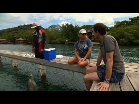 Μπορούν τα ζώα να διαβάσουν; Όχι με τον ανθρώπινο τρόπο.