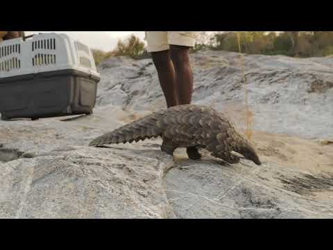 10 ευάλωτα είδη άγριας ζωής που πρέπει να παρακολουθήσετε το 2026