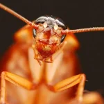 «Ανατριχιαστικό: Τι Συμβαίνει Στις Κατσαρίδες Όταν Τις Αγγίξει Ένας Άνθρωπος!»