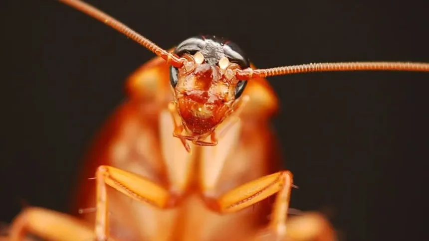 «Ανατριχιαστικό: Τι Συμβαίνει Στις Κατσαρίδες Όταν Τις Αγγίξει Ένας Άνθρωπος!»