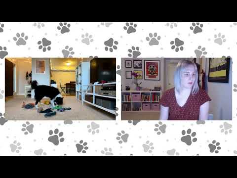 Τα εξαιρετικά έξυπνα σκυλιά μαθαίνουν κρυφακούοντας