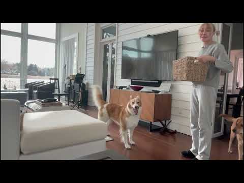 Τα εξαιρετικά έξυπνα σκυλιά μαθαίνουν κρυφακούοντας