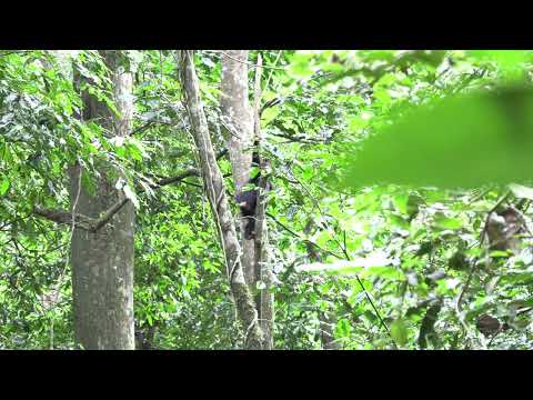 Στους μωρούς χιμπατζήδες αρέσει η ελεύθερη πτώση μέσα από δέντρα