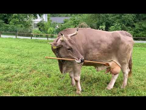 Η Βερόνικα η Αγελάδα σοκάρει τους επιστήμονες χρησιμοποιώντας ένα εργαλείο