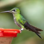 «Ανακαλύψτε 5 φυτά που μαγνητίζουν κολίβρια στην αυλή σας αυτόν τον Ιανουάριο — η φυσική σας παράσταση περιμένει!»