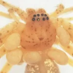 Οι επιστήμονες βρήκαν μια αράχνη που φορά ένα «μαργαριταρένιο κολιέ» - και είναι φτιαγμένη από ζωντανά παράσιτα