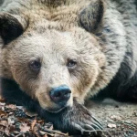 Η ζωή κοντά στους ανθρώπους έκανε αυτές τις αρκούδες μικρότερες και λιγότερο επιθετικές