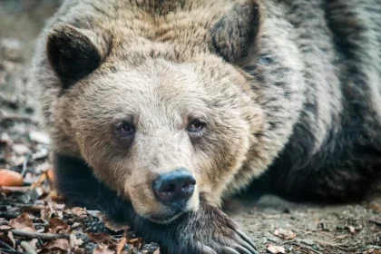 Η ζωή κοντά στους ανθρώπους έκανε αυτές τις αρκούδες μικρότερες και λιγότερο επιθετικές
