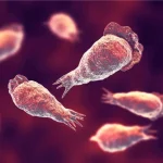 Οι επιστήμονες προειδοποιούν για μια αόρατη απειλή «εγκεφαλοφαγίας» που κρύβεται στα συστήματα νερού παγκοσμίως