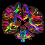 Οι επιστήμονες αποκαλύπτουν κρυμμένα δίκτυα ινών μέσα σε ανθρώπινους ιστούς