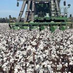 Συναρπαστικά νέα από τις ΗΠΑ: Γιγαντιαία επιδότηση για ρυζοκαλλιεργητές και βαμβακοπαραγωγούς!