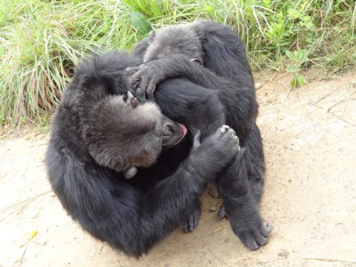 Νέα έρευνα αποκαλύπτει ότι οι χιμπατζήδες και οι μπονόμπο έχουν «ομάδες φίλων» όπως και οι άνθρωποι