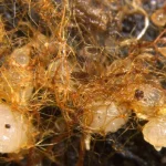 Ο εκπληκτικός τρόπος που το Deadwood ζωντανεύει τις ορχιδέες