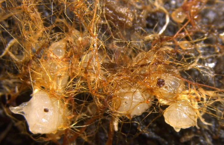 Ο εκπληκτικός τρόπος που το Deadwood ζωντανεύει τις ορχιδέες