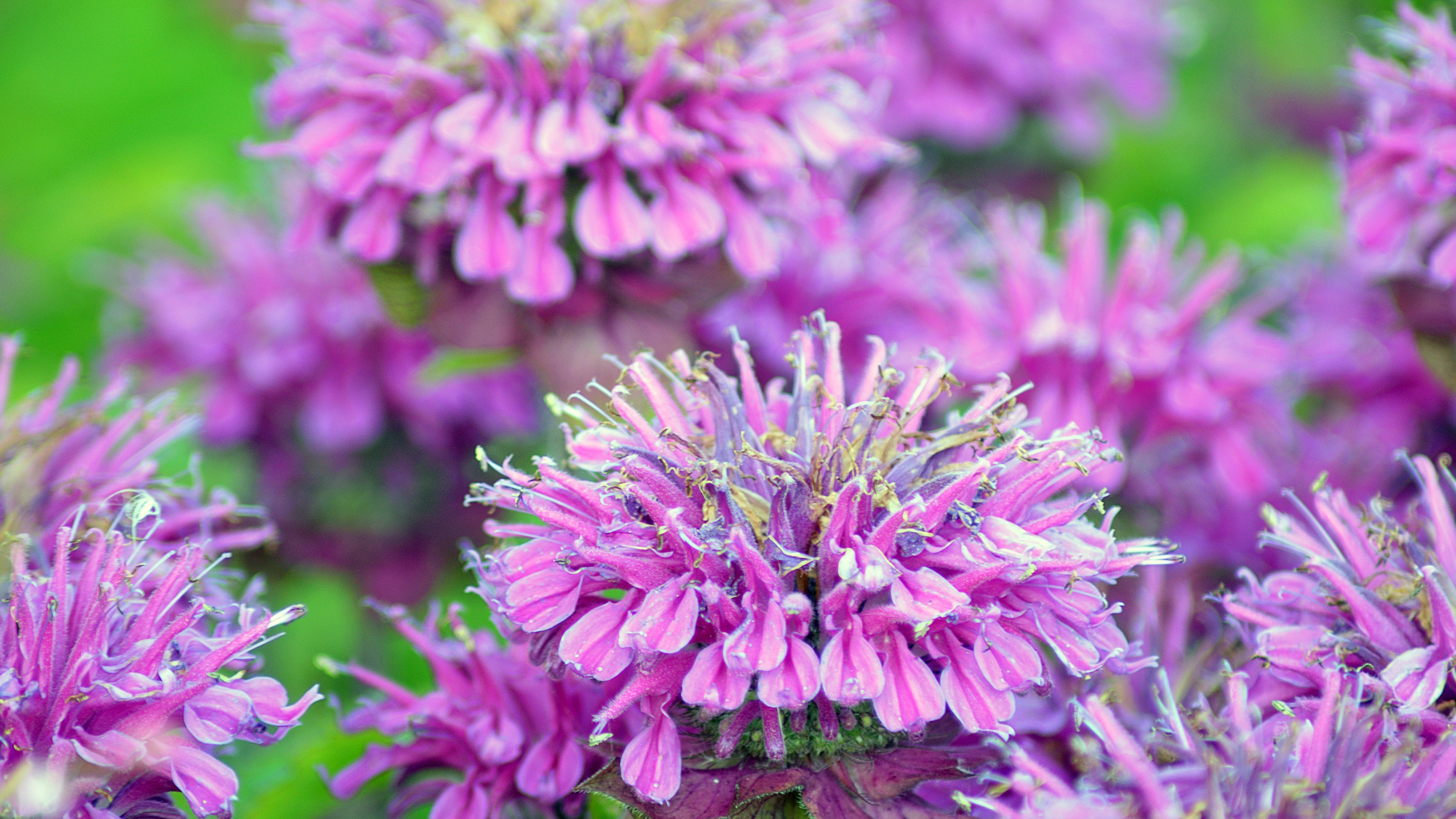 φυτό άγριο περγαμόντο