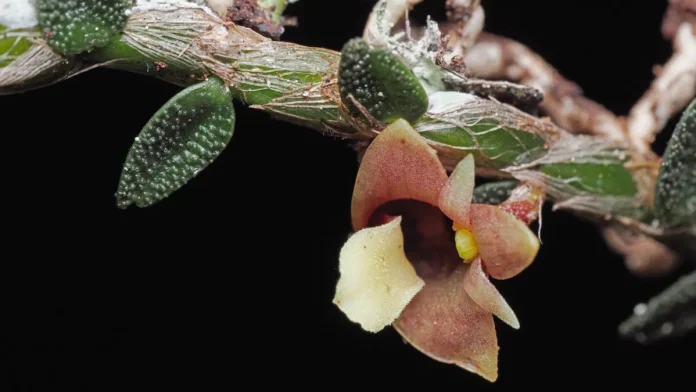 Μύκητας ζόμπι, «ζωντανές πέτρες» ανάμεσα στις αγαπημένες βοτανικές ανακαλύψεις του 2025