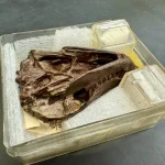 Αυτό το απολίθωμα 250 εκατομμυρίων ετών ξαναγράφει την προέλευση της ακοής των θηλαστικών