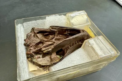 Αυτό το απολίθωμα 250 εκατομμυρίων ετών ξαναγράφει την προέλευση της ακοής των θηλαστικών