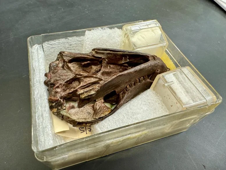 Αυτό το απολίθωμα 250 εκατομμυρίων ετών ξαναγράφει την προέλευση της ακοής των θηλαστικών