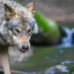 Οι γκρίζοι λύκοι κυνηγούν θαλάσσιες ενυδρίδες – και οι επιστήμονες δεν ξέρουν πώς