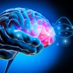 Διορθώνοντας ένα αντεστραμμένο άγχος με ένα μόνο εγκεφαλικό κύκλωμα σε ποντίκια