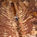 Αυτός ο μύκητας στρέφει την άμυνα των σκαθαριών του φλοιού εναντίον τους