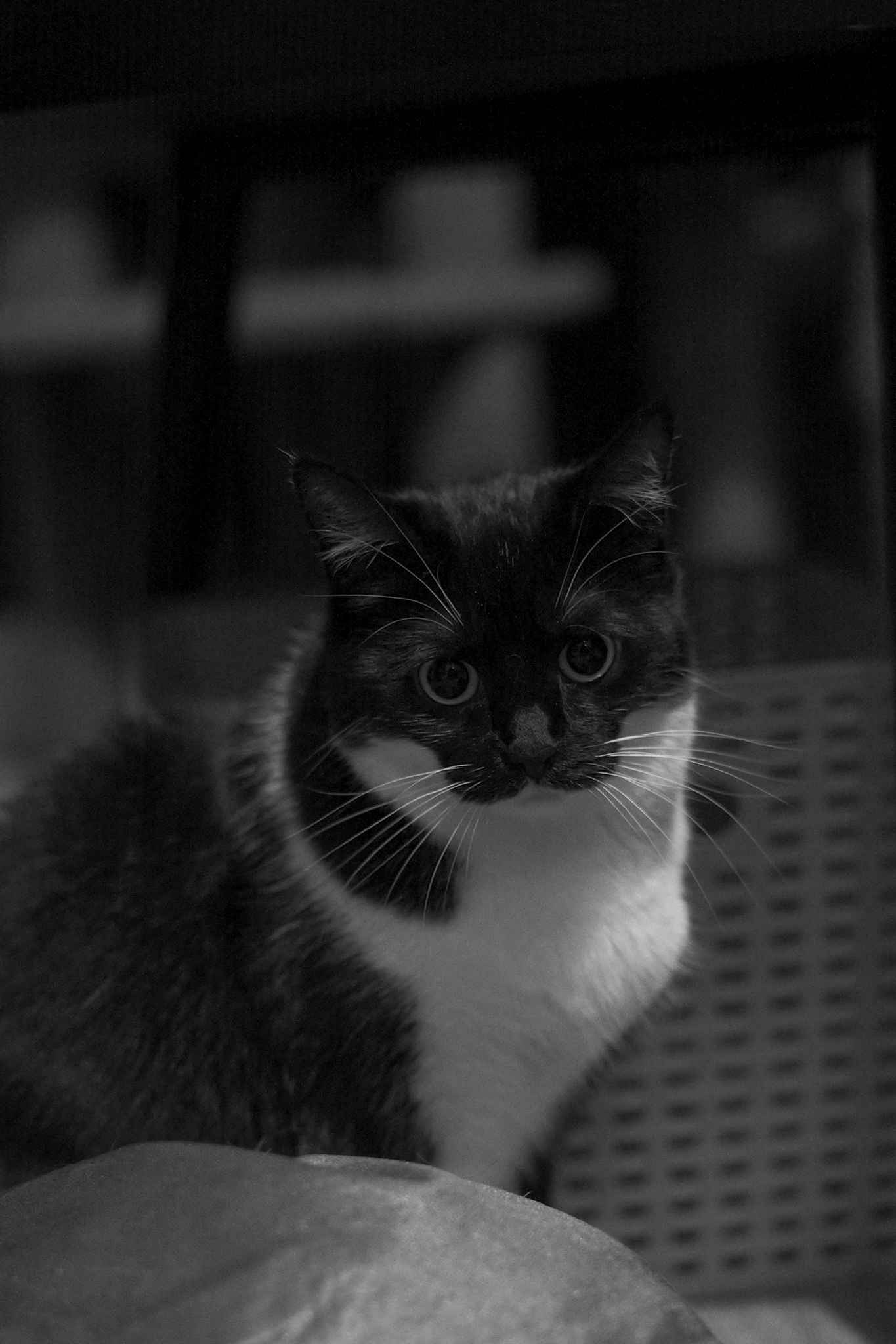 Μια φωτογραφία που τραβήχτηκε σε μια ψηφιακή φωτογραφική μηχανή σε στιλ αποστασιόμετρου Leica M EV1