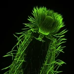 Η κρυφή αρχιτεκτονική της ωκεάνιας ζωής έρχεται επιτέλους στο επίκεντρο