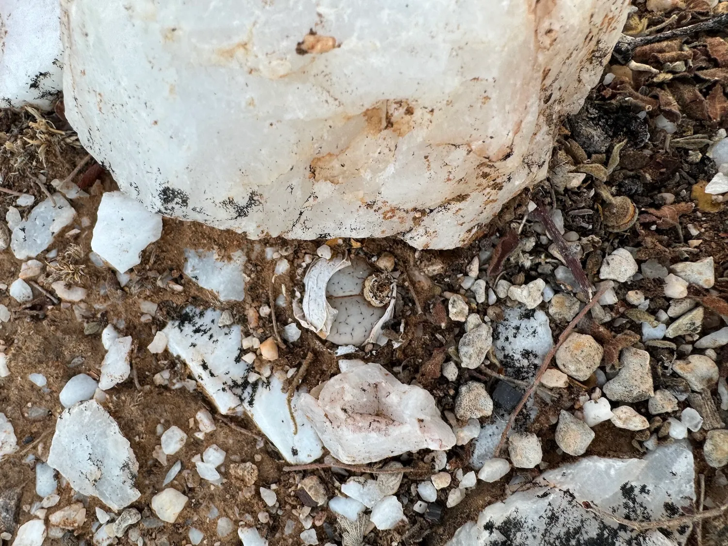 Ένα νέο υποείδος «ζωντανής πέτρας», το Lithops gracilidelineata subsp. mopane, συνδυάζεται με το δάσος της σαβάνας. Πίστωση: Sebastian Hatt / RBG Kew