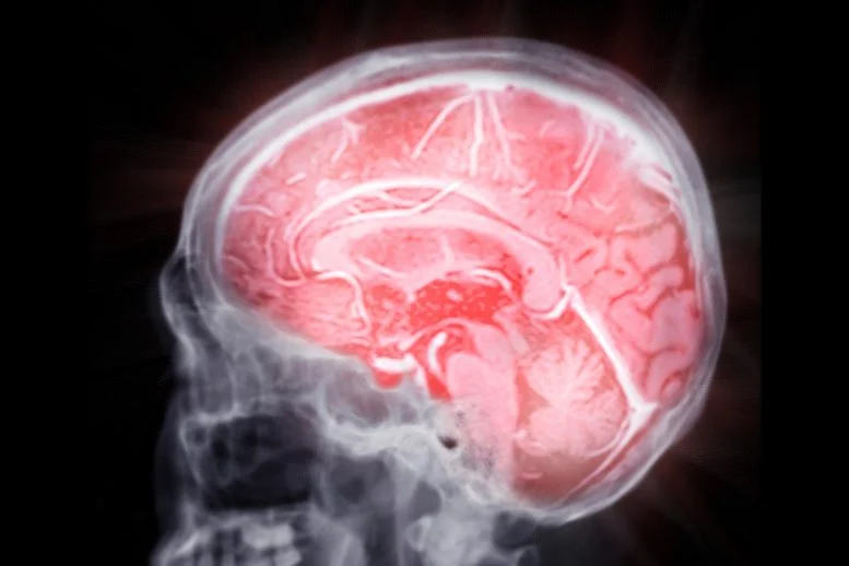 Επιστήμονες ανακάλυψαν «διακόπτες» του εγκεφάλου που βοηθούν να καθαρίσουν τις πλάκες του Αλτσχάιμερ