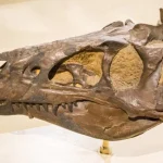 Δεκαετίες-Long Debate Δεινοσαύρων Τακτοποιήθηκε: Ο Νανοτύραννος ήταν πραγματικός