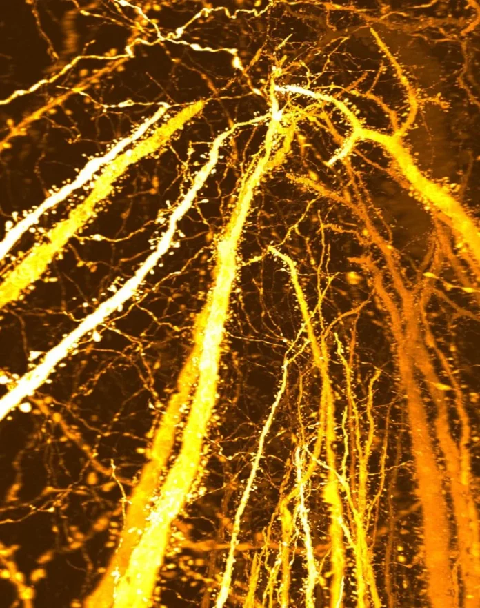 Ο εγκέφαλος των εφήβων χτίζει σημεία συνάψεως που δεν είχαν ξαναδεί οι επιστήμονες