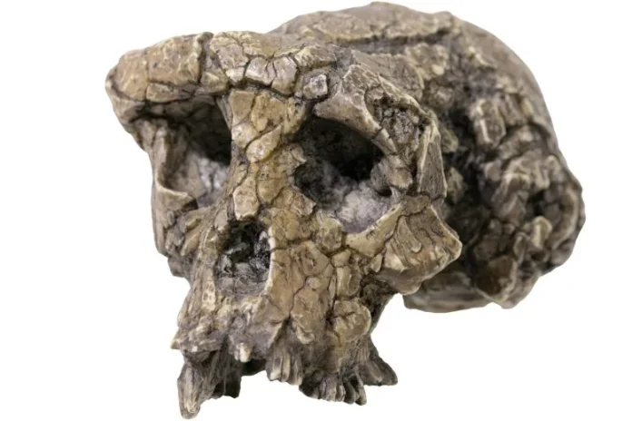 Ένα απολίθωμα 7 εκατομμυρίων ετών θα μπορούσε να ξαναγράψει την ανθρώπινη ιστορία