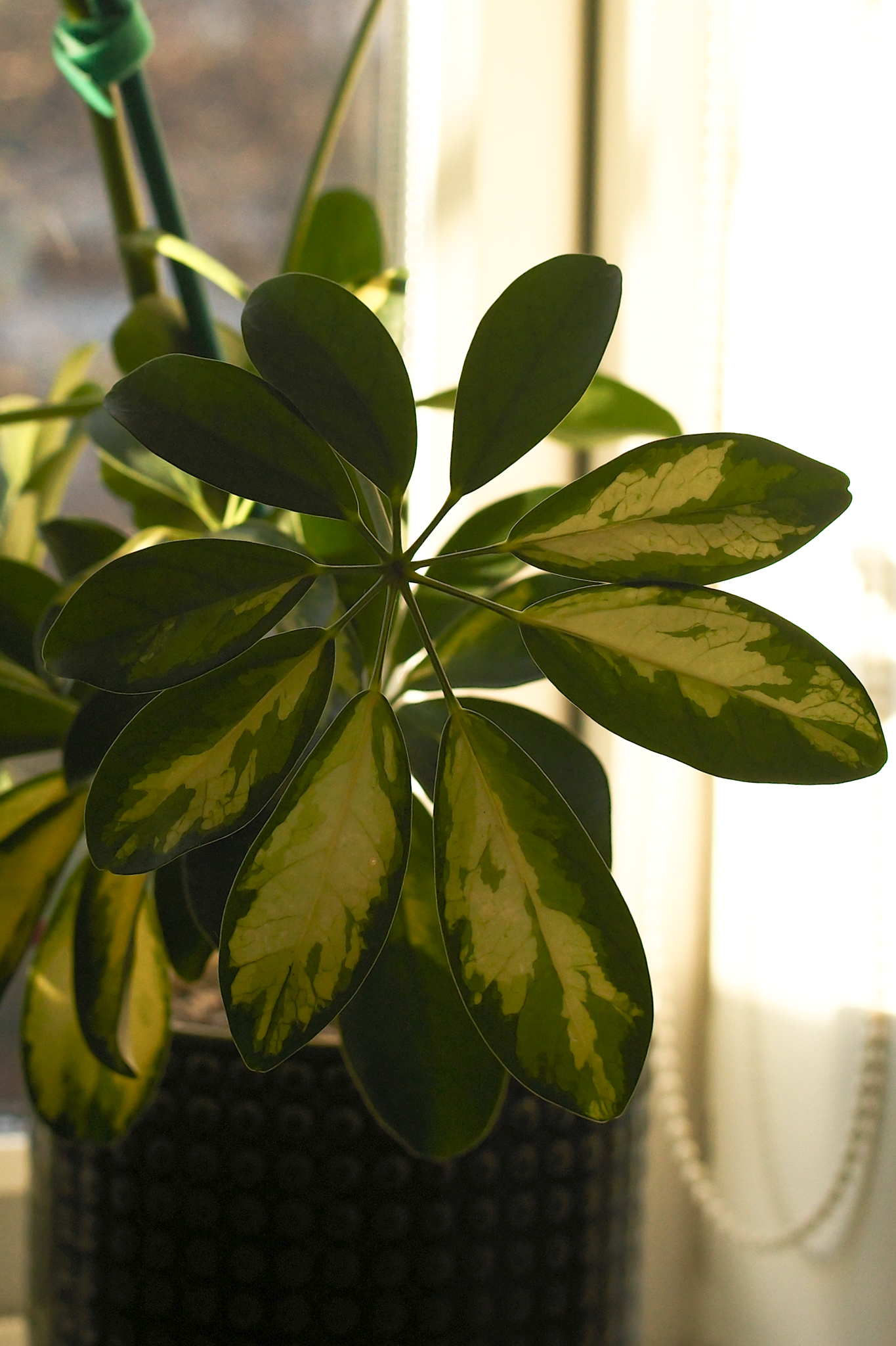 A photo taken on a Leica M EV1 rangefinder-style camera