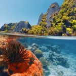 Οι κοραλλιογενείς ύφαλοι τρέχουν ήσυχα τον ωκεανό σε καθημερινό πρόγραμμα