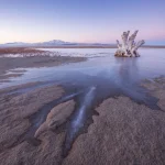 Οι επιστήμονες βρήκαν ένα ζώο που δεν είχε ξαναδεί να ζει στη Μεγάλη Αλυκή