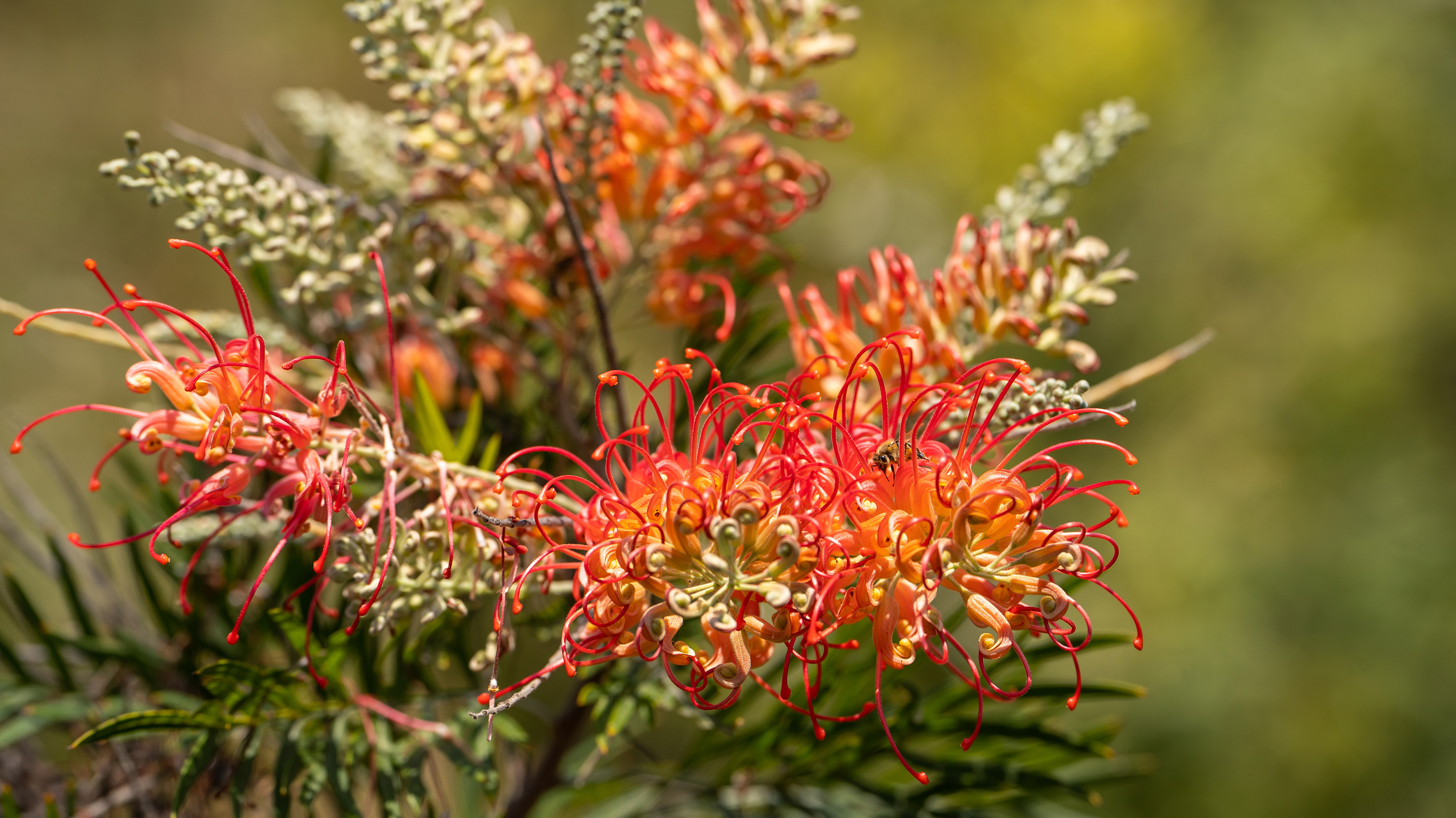 Λουλούδι Grevillea