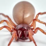 Αυτή η παράξενη αράχνη παραβιάζει τους μακροχρόνιους εξελικτικούς κανόνες