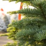 7 Απίθανοι Τρόποι να Χρησιμοποιήσεις το Χριστουγεννιάτικο Δέντρο σου που δεν Φαντάστηκες!