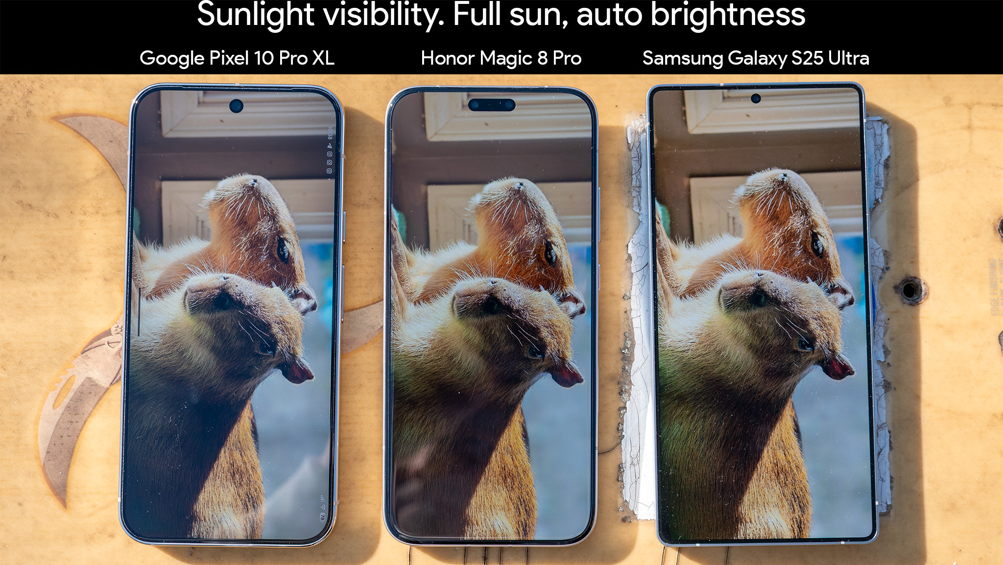 Προβολή εικόνας HDR capybaras στην εφαρμογή Google Photos στο φως του ήλιου σε Google Pixel 10 Pro XL, Honor Magic 8 Pro και Samsung Galaxy S25 Ultra