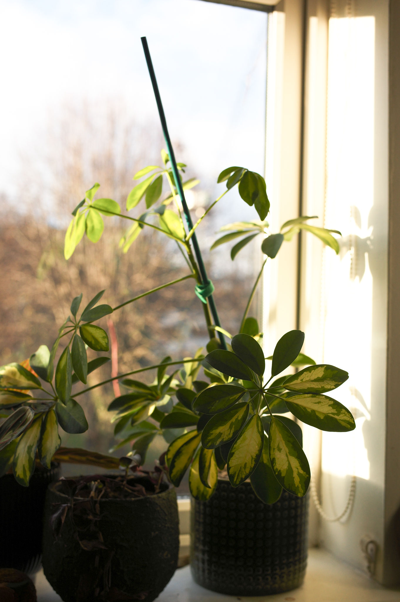 A photo taken on a Leica M EV1 rangefinder-style camera