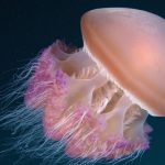 «Απίστευτο αλλά αληθινό: Οι μέδουσες κοιμούνται όπως οι άνθρωποι, παρόλο που δεν έχουν εγκέφαλο!»