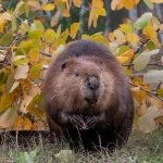 Το Αϊντάχο κάποτε έριξε 76 κάστορες από αεροπλάνα — επίτηδες