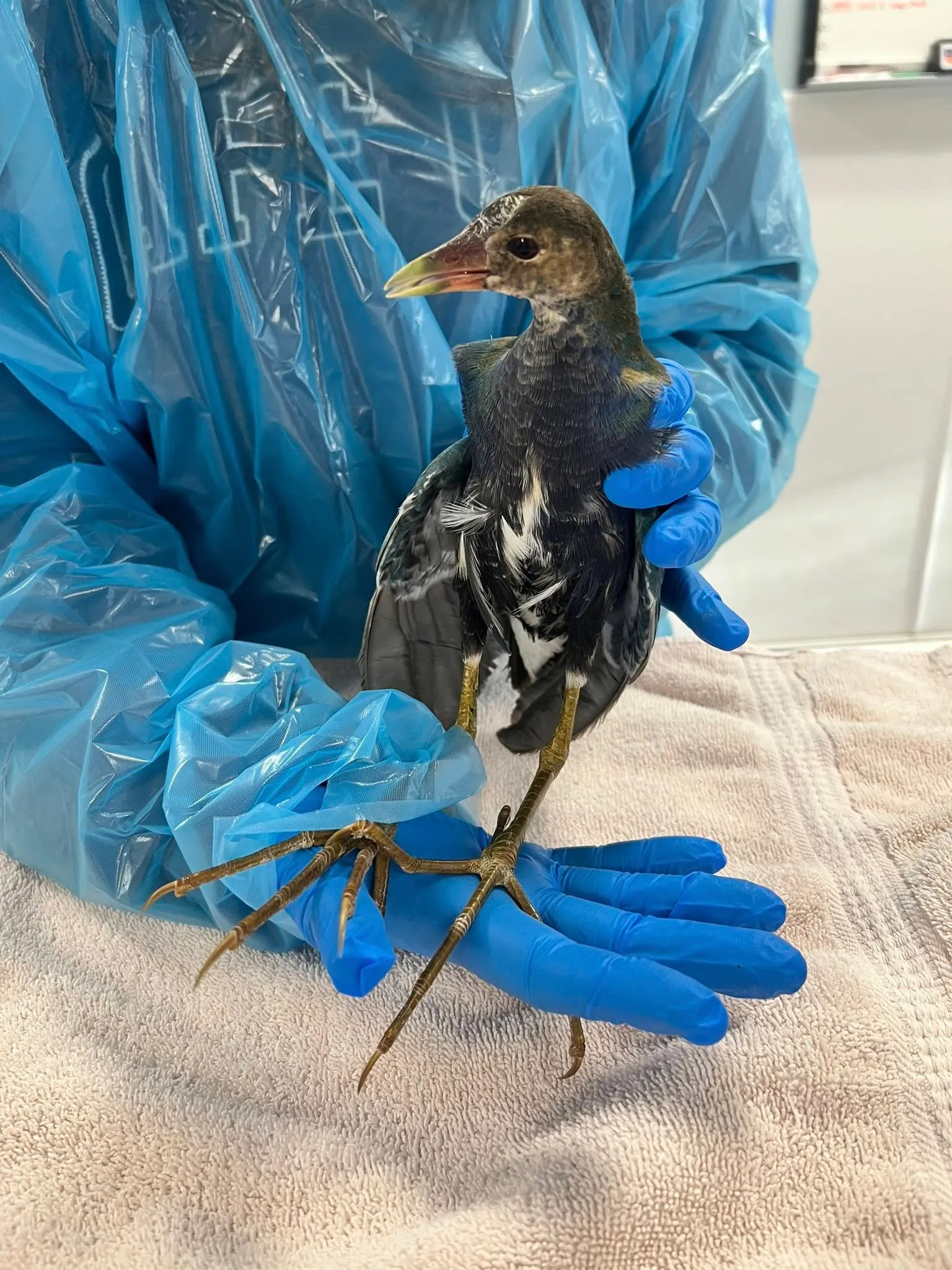 ένας κτηνίατρος κρατά ένα πουλί με μακριά πόδια και πολύχρωμο φτερό