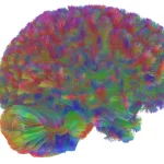 Ανακαλύψεις που θα σας Σοκάρουν: Τι Αποκαλύπτει ο Εγκέφαλος το 2025!