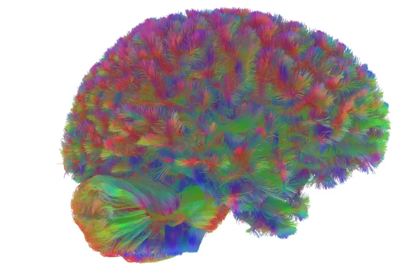 Ανακαλύψεις που θα σας Σοκάρουν: Τι Αποκαλύπτει ο Εγκέφαλος το 2025!