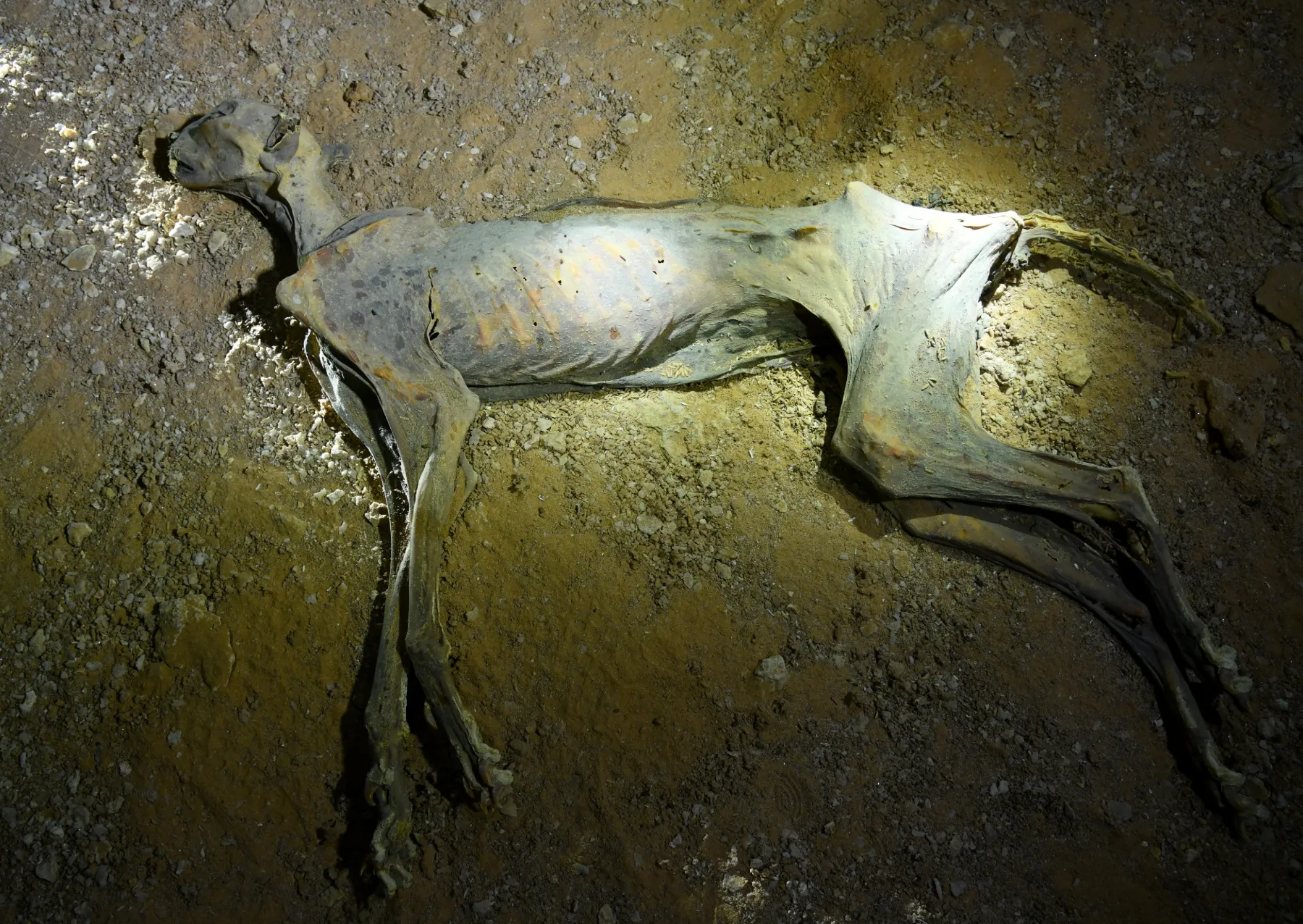 Τα μουμιοποιημένα τσιτάχ θα μπορούσαν να βοηθήσουν στη διάσωση των μεγάλων γατών που απειλούνται με εξαφάνιση ένα μουμιοποιημένο τσιτάχ ξαπλωμένο σε μια σπηλιά