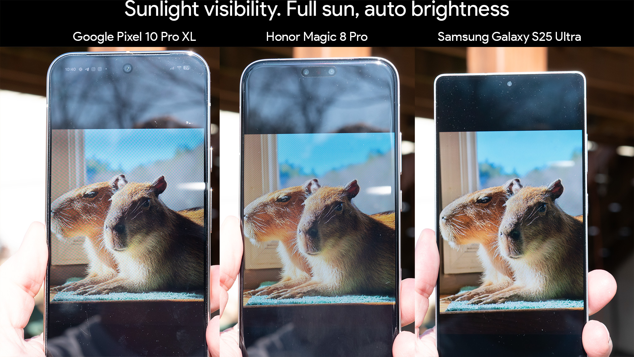 Προβολή εικόνας HDR capybaras στην εφαρμογή Google Photos στο φως του ήλιου σε Google Pixel 10 Pro XL, Honor Magic 8 Pro και Samsung Galaxy S25 Ultra